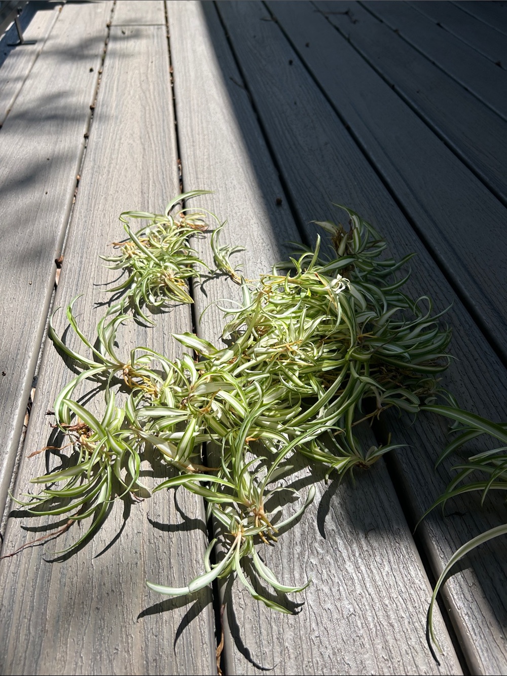 Variegated Green Spider Plant Pups 10 for $15